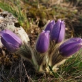 Koniklec velkokvětý (Pulsatilla grandis)