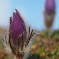 Koniklec velkokvětý (Pulsatilla grandis)