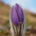 Koniklec velkokvětý (Pulsatilla grandis)