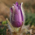 Koniklec velkokvětý (Pulsatilla grandis)