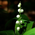 Konvalinka vonná (Convallaria majalis)