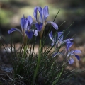 Kosatec (Iris unguicularis)