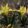 Kosatec nízký (Iris pumila)