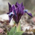 Kosatec nízký (Iris pumila)