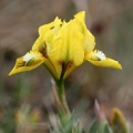 Kosatec nízký (Iris pumila)