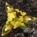 Kosatec nízký (Iris pumila)