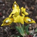 Kosatec nízký (Iris pumila)