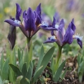 Kosatec nízký (Iris pumila)