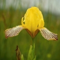 Kosatec různobarvý (Iris variegata)