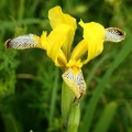 Kosatec různobarvý (Iris variegata)