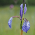 Kosatec sibiřský (Iris sibirica)