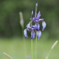 Kosatec sibiřský (Iris sibirica)