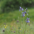 Kosatec sibiřský (Iris sibirica)