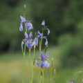 Kosatec sibiřský (Iris sibirica)