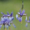 Kosatec sibiřský (Iris sibirica)