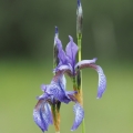 Kosatec sibiřský (Iris sibirica)