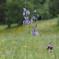 Kosatec sibiřský (Iris sibirica)