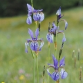 Kosatec sibiřský (Iris sibirica)