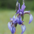 Kosatec sibiřský (Iris sibirica)