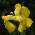 Kosatec žlutý (Iris pseudacorus)