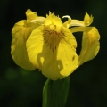 Kosatec žlutý (Iris pseudacorus)