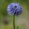Koulenka prodloužená (Globularia...