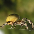 Křižák čtyřskvrnný (Araneus quadratus)