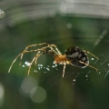 Křižák obecný (Araneus diadematus)