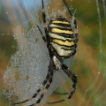 Křižák pruhovaný (Argiope bruennichi)