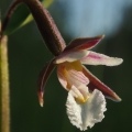 Kruštík bahenní (Epipactis palustris)