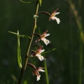 Kruštík bahenní (Epipactis palustris)