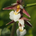 Kruštík bahenní (Epipactis palustris)