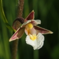 Kruštík bahenní (Epipactis palustris)