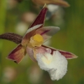 Kruštík bahenní (Epipactis palustris)