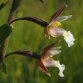 Kruštík bahenní (Epipactis palustris)