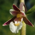 Kruštík bahenní (Epipactis palustris)