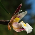 Kruštík bahenní (Epipactis palustris)