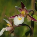 Kruštík bahenní (Epipactis palustris)