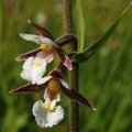 Kruštík bahenní (Epipactis palustris)