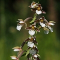 Kruštík bahenní (Epipactis palustris)