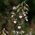 Kruštík bahenní (Epipactis palustris)