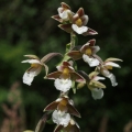 Kruštík bahenní (Epipactis palustris)