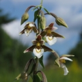 Kruštík bahenní (Epipactis palustris)