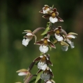 Kruštík bahenní (Epipactis palustris)