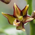 Kruštík kýchavicovitý  (Epipactis...