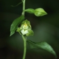 Kruštík moravský (Epipactis moravica)