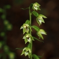 Kruštík polabský (Epipactis albensis)