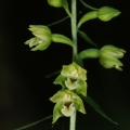 Kruštík pontický (Epipactis pontica)