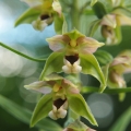 Kruštík širolistý (Epipactis helleborine)