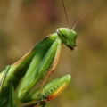 Kudlanka nábožná (Mantis religiosa)